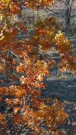 Adrenaline hits different when it’s not just trail cam footage — it’s live, from the stand. Two bucks battling it out just across the property line. 🦌🔥 #DeerSeason #hunting #deerhunting | Brent Chapman