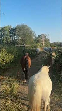 Finding the ponies early in the morning 🥰