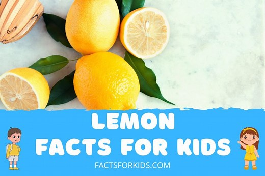 27 Lemon Facts for Kids and Their Curious Minds | Facts For Kids