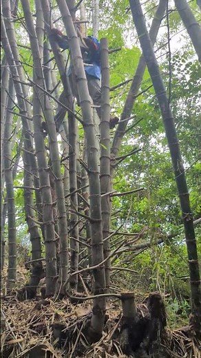 Clump Management, Broken Bamboo Removal, Rhizome Visual