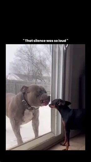 GLOBAL REEL HUB™ on Instagram: "This video captures a fascinating mix of animal behavior, sensory perception, and social bonding in dogs. Even though the two dogs are separated by a glass door, they’re engaging in what looks like a social interaction driven largely by smell, sight, and learned association rather than physical contact. Dogs rely far more on scent than vision, but they can still recognize familiar faces and body language through glass, especially if they’ve interacted before in th