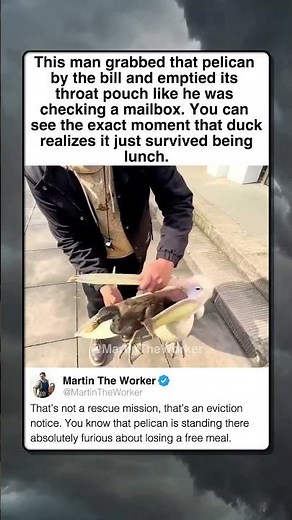 GUY PULLS LIVE DUCK FROM PELICAN BEAK