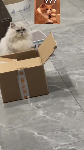 The bad cats try to get away with acting #cat #funnyvideo #catsoftiktok #fyp #pet #cats #catsofinstagram #cat #catstagram #cats_of_instagram #kitty #catlover #instacat #kitten #love #kittens #meow #pets #catoftheday #cute #pet #animals #catlovers #photooftheday #adoptdontshop #dogs #catlife #instagood #petstagram #catsagram #animal #cats_of_world #kittensofinstagram #caturday #petsofinstagram | Cat cat88M