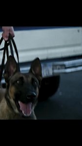 Wants to make friends with a crazy dog😅 #movie #series #dog | Em Chenda