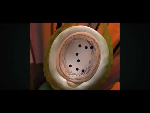 Class 12 Biology Chapter 1 Topic - Double Fertilization in Flowering plants