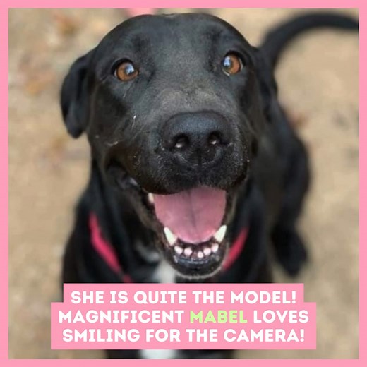 Lucky Lab Rescue & Adoption | Meet Mabel – A total sweetheart ready to soak up the sunshine with you in Texas! Mabel is a vibrant 6-year-old, weighing in at 60 pounds.... | Instagram