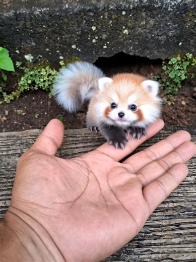 give a name | baby red panda