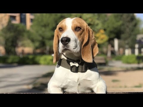 12 Shocking Reasons You Should NEVER Own a Beagle! 😱🐶