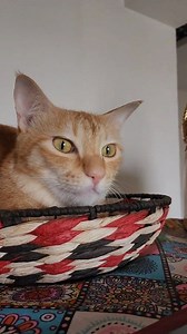 27K views · 1.7K reactions | Our hidden CCTV Camera is watching everything | CheetoSimba | Facebook