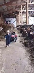 1.2M views · 33K reactions | Quand la stabu se transforme en boîte de nuit..  Après un Maxime travailleur, voici un Maxime danseur  | Élevage Aubrac. GAEC Rispal de Pradines. | Facebook