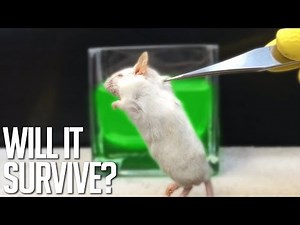 Acid Vs Mouse (Decomposition of a Mouse In Stomach Acids)