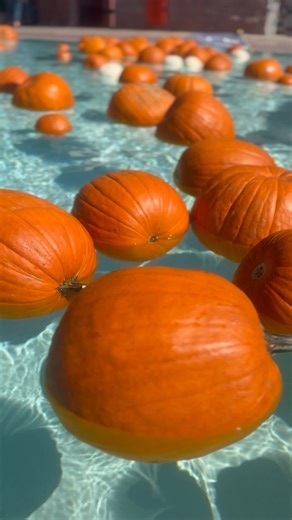 1.1K views |  Float into fall fun tomorrow! Join us for our Floating Pumpkin Patch at the Antelope Aquatic Complex from 11 AM – 1 PM! Kids can splash around, pick their perfect pumpkin right from the pool, and enjoy a one-of-a-kind autumn experience.  Don’t forget your swimsuits and smiles — it’s going to be a splashin’ good time!   Antelope Aquatic Complex  Sunday, 11 AM – 1 PM ️ Admission includes a pumpkin | Sunrise Recreation & Park District | Facebook