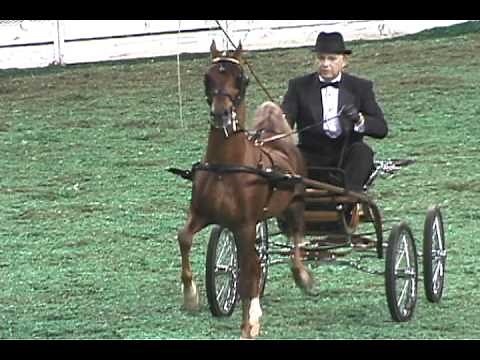 Hackney Pony Show Pony