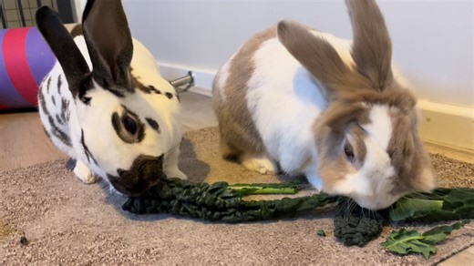 Reenacting that scene from Lady and the tramp. Sorry Beau, if Bella is the Lady I guess that makes you the… 🫢#rabbitasmr #bunnyasmr