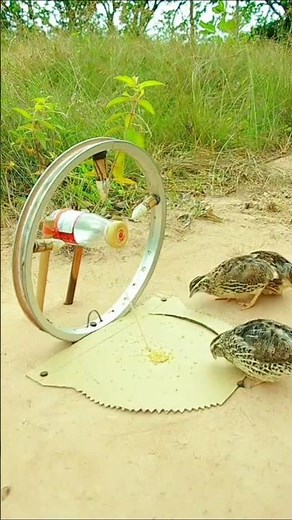 Catching Birds: The Most Effective Techniques #birds #birdmaster #hunting #hunting #wildlife #snake