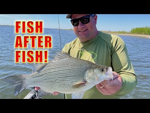 Insane White Bass Fishing