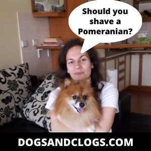 Shaved/Clipped Pomeranians: 4 Myths, 6 Dangers & 8 Tips