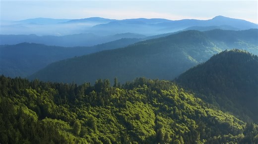 La belleza oculta de la Selva Negra