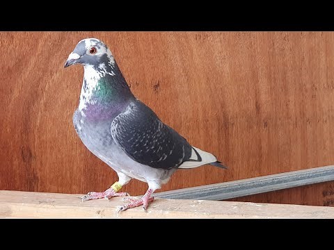 Pairing my pigeons for breeding