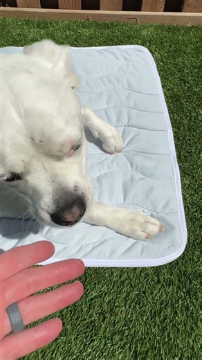 Finally a cooling mat that my dog will actually use! #dogmat #coolingmatforpets #dogaccessories