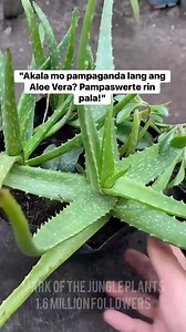 439K views · 6.7K reactions | pampaswerteng halaman na dapat nasa pintuan #alovera #markofthejungleplantsmoment #lucky #tips #luckycharm | Mark of the Jungle Plants | Facebook