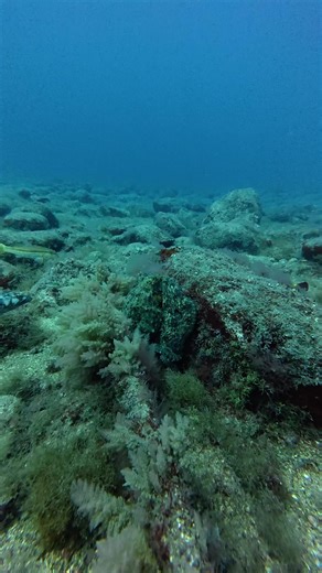 This guy is the ultimate master of disguise. I almost said hi to a rock… but it was HIM. An Octopus. With a capital ‘O’ #ocean #padi #octopus #grancanaria #scuba