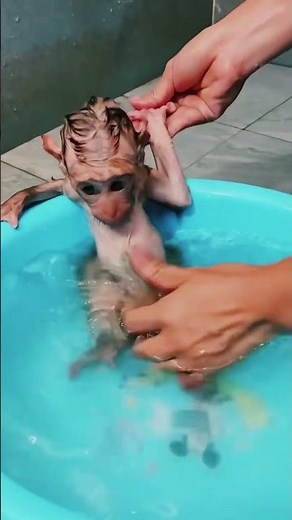 Baby Monkey's First Bath Ever! 🐵🛁 So Cute You Can't Stop Watching! ❤️ #shorts