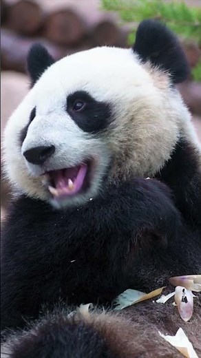 Panda Day – March 16th