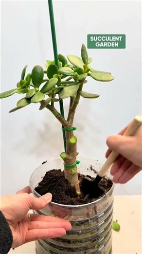 How to Prune and Shape Your Succulents | Step-by-Step Guide