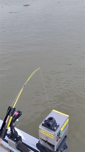 auto hook-setting by rod holder #fishing