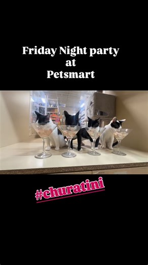 Charlotte, Cupcake, Tiramisu, and Tres Leches are spending their Friday night clinking their very own #Churatini’s and being total goofballs at PetSmart in San Mateo….. They’re tumbling over each other, chasing tails, and making everyone walking by stop and laugh. These four are as sweet as their dessert names—super loving, super playful, and honestly just pure joy in tiny kitten form. These cuties are waiting right now at PetSmart in San Mateo, hoping their forever people walk through the door.