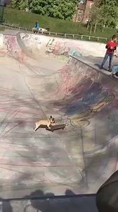 French bulldog skateboarding | BuzzSharer French Bulldogs