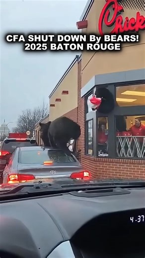 This bear found the ultimate menu hack, the cheat code that nobody else had thought of: just climb through the window and take what you want without paying a single dime, bypass the entire system, cut through the red tape, and basically achieve financial freedom through aggression. Baton Rouge residents are seeing things they never imagined possible as the drive-thru location literally transforms into an all-you-can-grab buffet for the bears, bringing the entire concept of paying for food and th