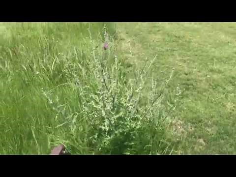 2018 Grasshopper 725D Mowing Tall Grass.