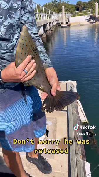 #fyp #fishing #fishingtiktoks #fishinglife #fish #fishtok #saltwaterfishing #filefish #catchandrelease #shrimp