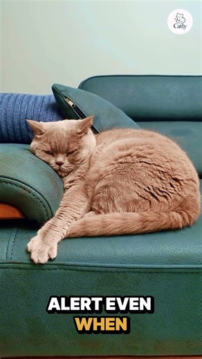 Why Cats REALLY Sleep With One Eye Open