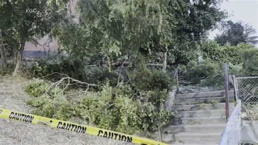 12 injured after tree falls at graduation
