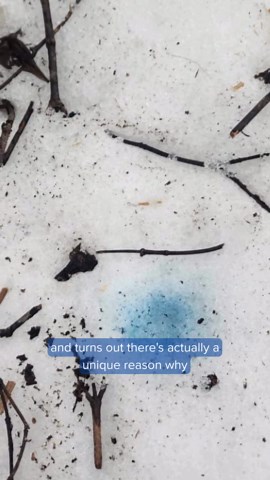 Why you may be seeing blue snow across Twin Cities