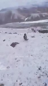 Man saved his yak from snow leopard #snowleopard | Gilgit Baltistan updates