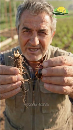 Get rid of mole crickets with a jar.