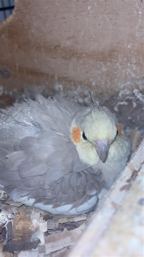 #cockatiel #birds #cockatielbird #cockatielsinging #cockatielsound #parrot #pets #ytshorts #shorts