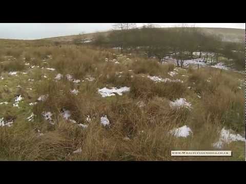 Shooting Rabbits and Pheasants over a Field Trial Champion Working Cocker Spaniel