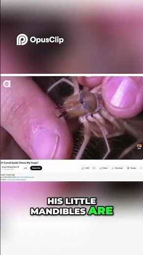 Creepiest Desert Creature Camel Spider Bite Pain! #terragreen