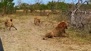 Hyenas attack a lion to save their friend from its jaws. Watch