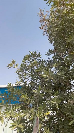 Asl Burger Restaurant 🇸🇦 You want a free burger❗️ Collect 3 boxes from Asl Burger Restaurant and exchange them for a free burger of your choice😍 And I will bring you a cherry-flavored summer burger 🍒And the one that is soooo sweet🔥🤤 means something more luxurious than the other, and good health to you 🔸 Account Restaurant: @theburgerorigin 📍 Restaurant location: in Riyadh 📌 Don’t forget to write me your opinion about the restaurant 🍴 There are indoor seating for the restaurant #Origina