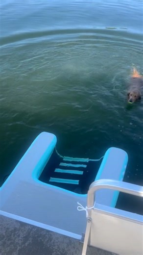 Watch Inflatable Large Dog ramp on Amazon Live