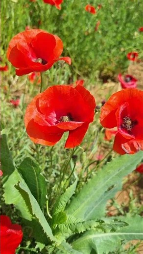 Why you should go to Provence in May