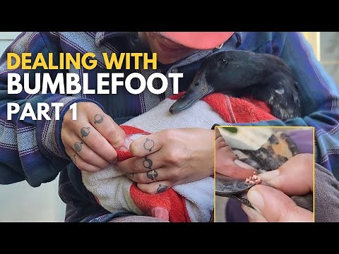 Treating Ducks With Bumblefoot Part 1