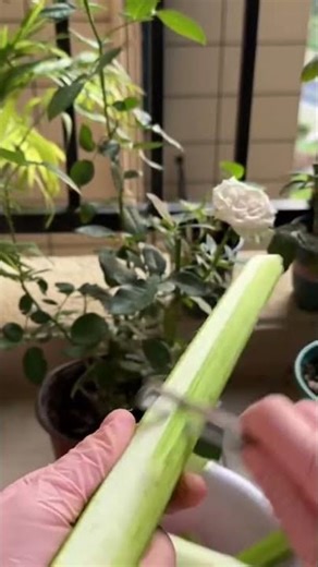 Plant stem cutting process using knife for clean finish #gardening #plantcare #pruning