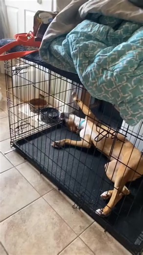 How Dogs Drink Water: A Funny Look at Our Pets